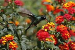 Mexico Humming Bird