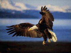 preying eagle