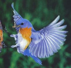 Missouri Bluebird