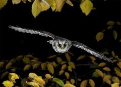 night Owl