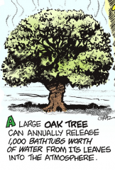 Oak tree water
