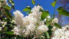 White Lilac (with mini drone!)