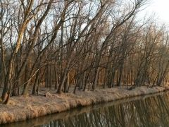 SpringTrees