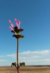 PinkWeed