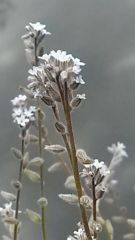 Weeds in Grey