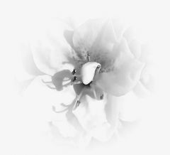 Azalea Bloom B/W