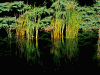 post-1796-140967453446_thumb.gif
