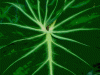 post-1796-140967453489_thumb.gif