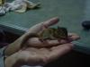 post-1407-140967426123_thumb.jpg