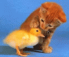 post-4001-140967451031_thumb.gif