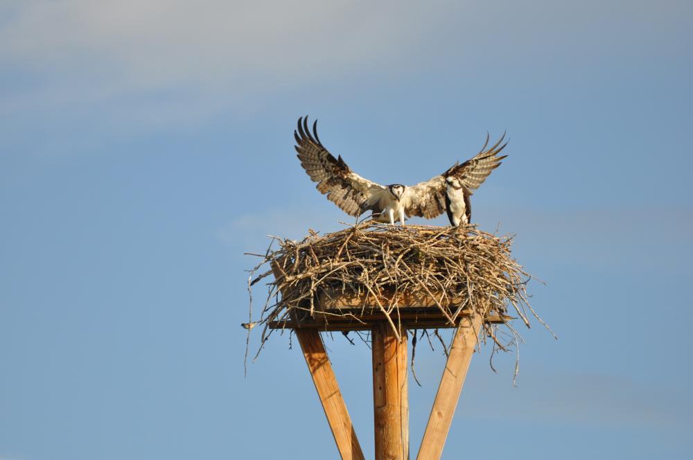 DSC_0041.JPG