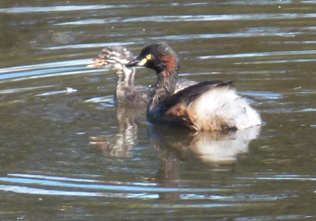 Australasian Grebe with young