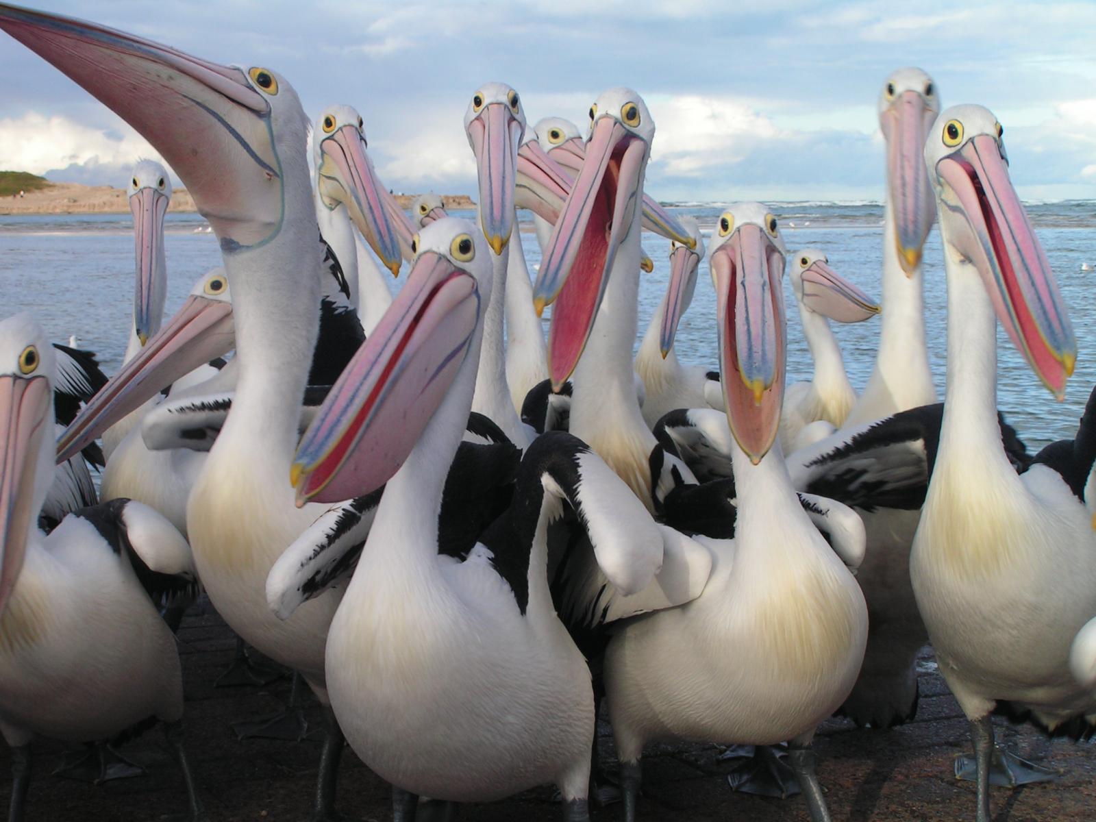 australlian Pelicans