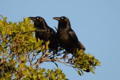 Stone the crows !  ...actually a pair of Australian ravens....