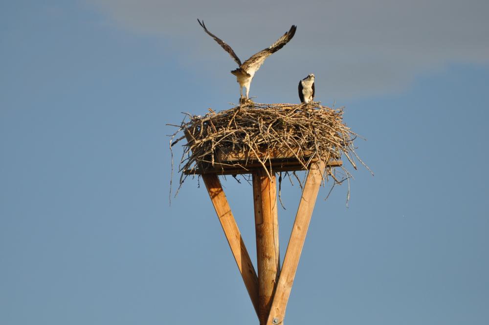 DSC_0016.JPG
