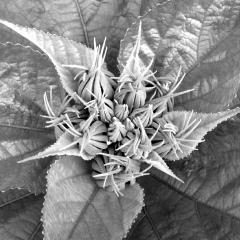 Weed in Greyscale