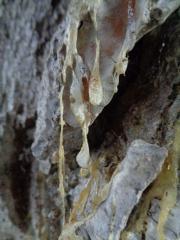 Wounded Tree dripping Sap.JPG