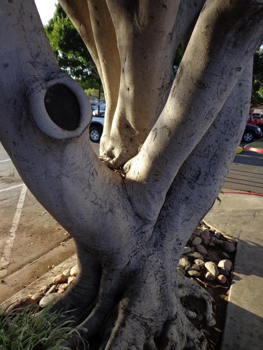 This tree is in San Diego.JPG