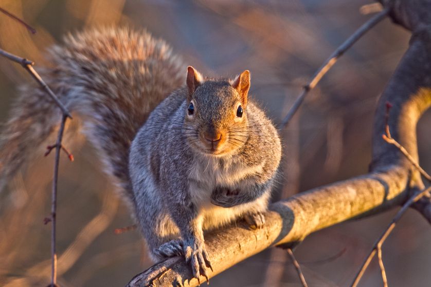 Squirely.jpg