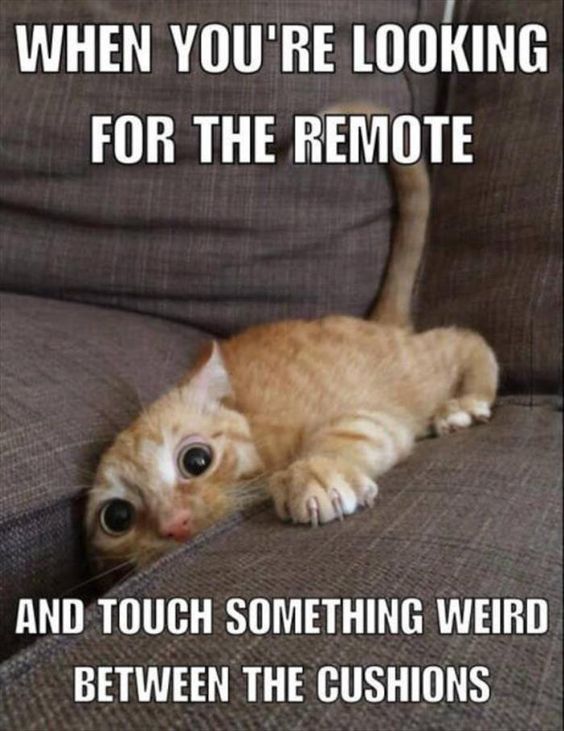 Remote Cat.jpg