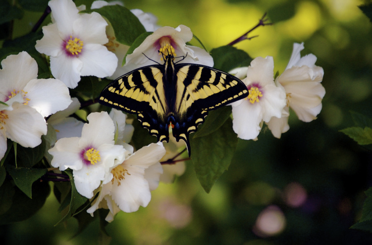butterfly.jpg