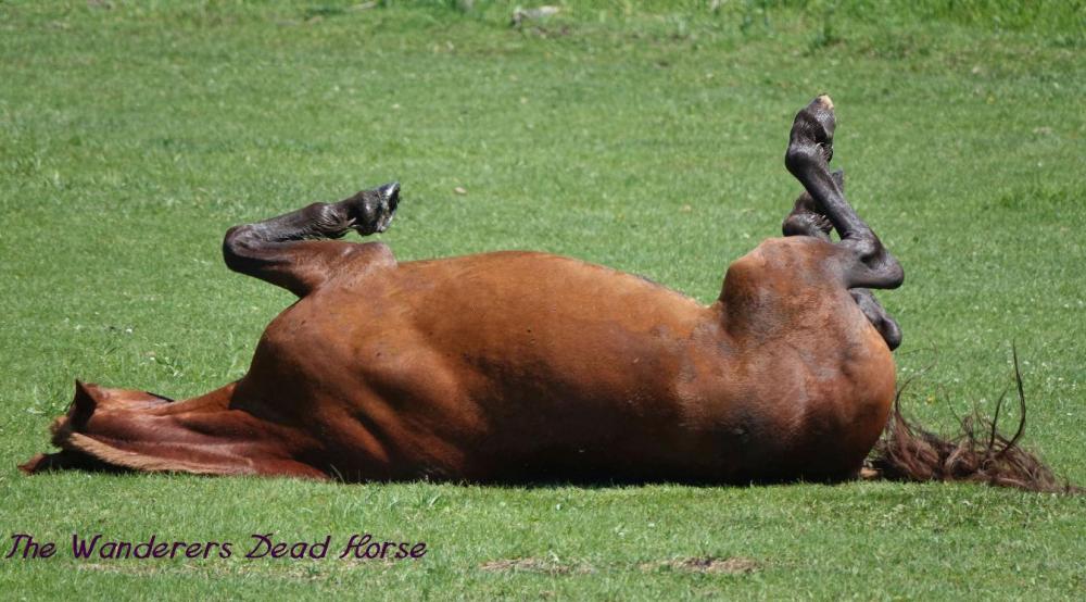 dead horse trick.jpg