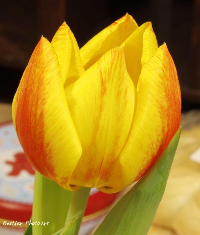 tulipww.jpg