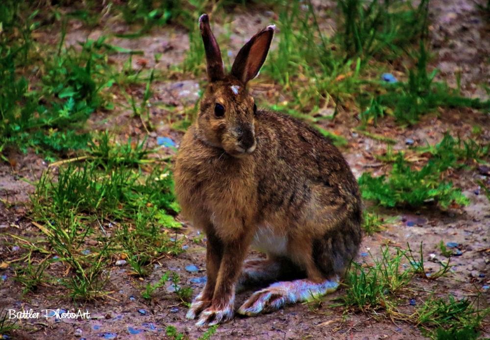 wabbit.jpg
