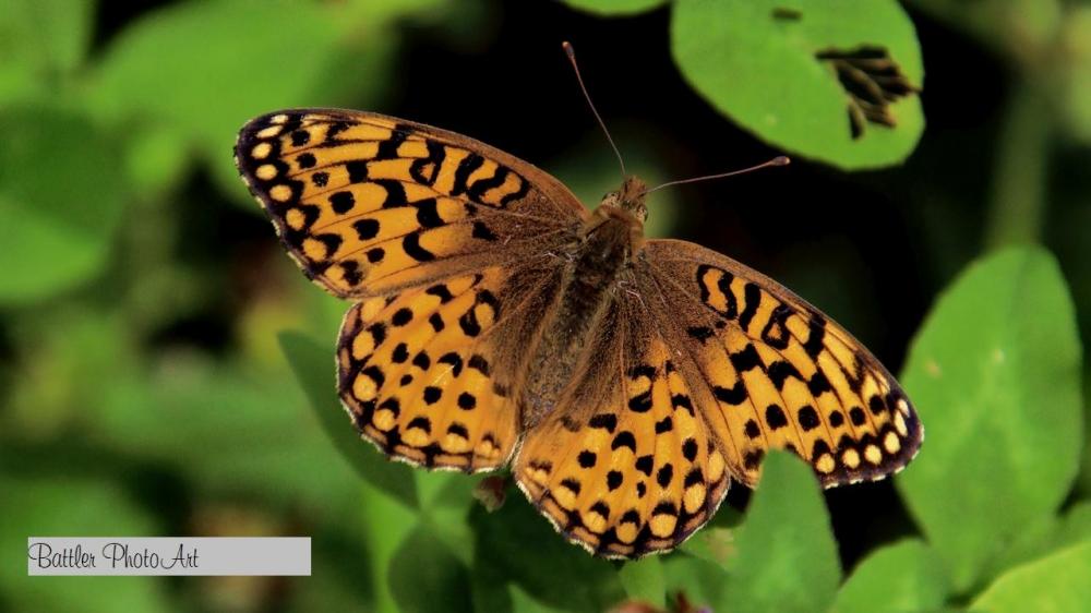 butterfly.jpg