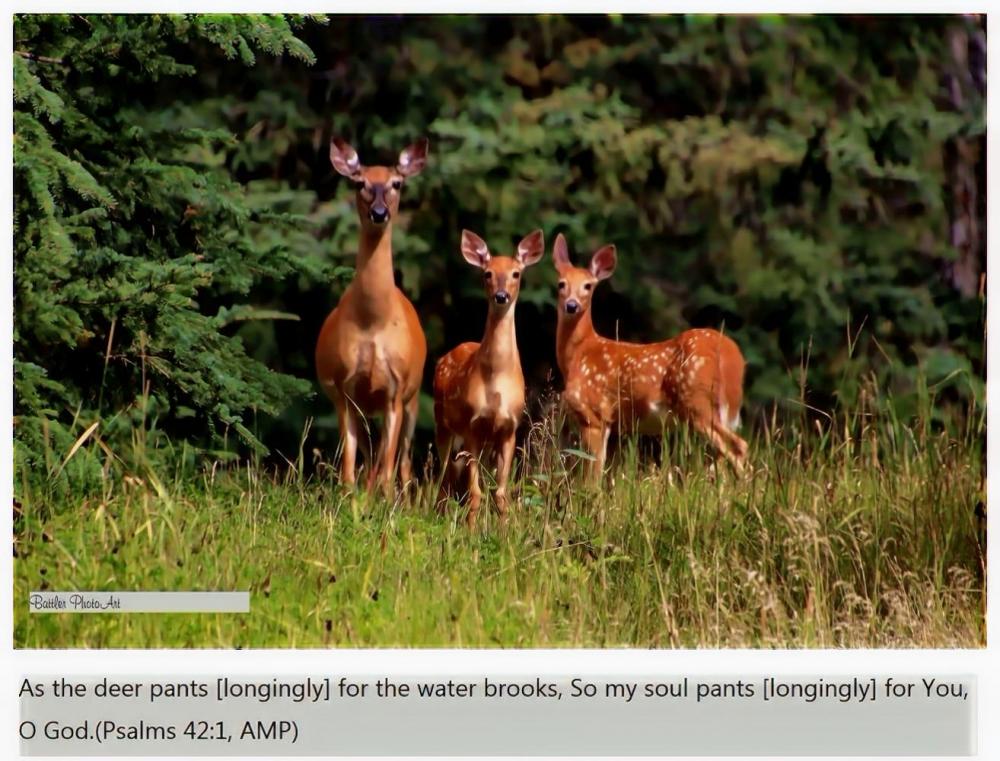 deerww.jpg